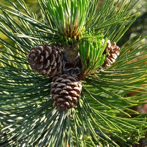 May include: Close-up of a pine tree branch with three brown pine cones and vibrant green needles. The cones are textured and detailed, contrasting with the smooth needles. The image captures the natural beauty of the evergreen tree.