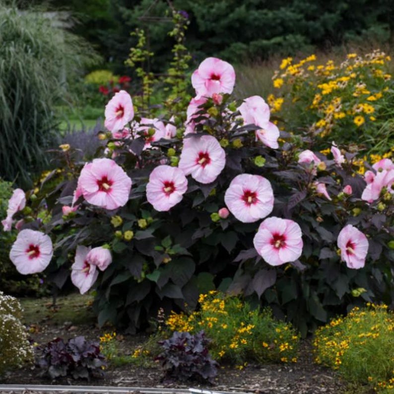 K&ouml;nnte beinhalten: Ein Strauch mit rosa Hibiskusbl&uuml;ten mit tiefroten Zentren. Die Bl&uuml;ten stehen in voller Bl&uuml;te, vor dunkelburgunderfarbenem Laub. Die Gartenanlage umfasst weitere Pflanzen mit gelbem und gr&uuml;nem Laub.