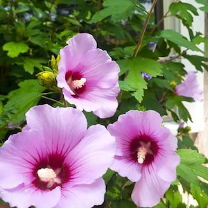 Set 2 Rose of Sharon Live Plant - 6-12" Tall - Ship no pot - Hibiscus syriacus - Flowering Shrub for Garden - No Ship PR, AK, HI, Ca