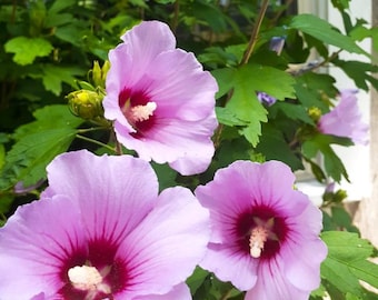 Set 2 Rose of Sharon Live Plant - 6-12" Tall - Ship no pot - Hibiscus syriacus - Flowering Shrub for Garden - No Ship PR, AK, HI, Ca