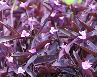 Set 3 Purple Heart Wandering Jew Live Plant - Vibrant Purple Trailing Plant for Containers & Groundcover - No Ship PR, AK, HI, Ca