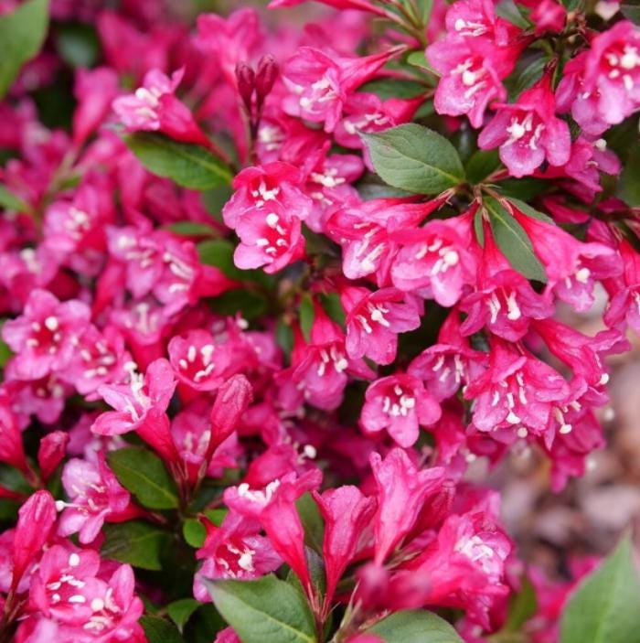 Java Red Weigela Live Plant - 12"+ Tall - Weigela Florida ‘java Red ...