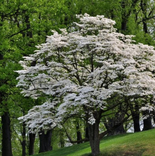 Flowering Dogwood Live Tree - 18