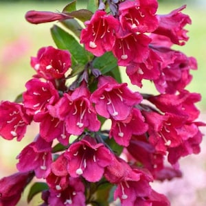 May include: Close-up of a cluster of vibrant, magenta-colored flowers. The bell-shaped blossoms have white accents and are set against green leaves and dark stems. The flowers are in full bloom, showcasing their intricate details and rich color.