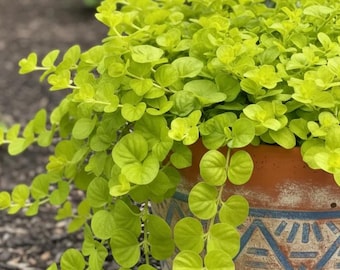 Set of 6 Golden Creeping Jenny Live Starter Plants - Lysimachia nummularia ‘Aurea’ - Groundcover for Garden - No Ship PR, AK, HI, Ca