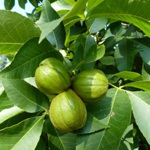 May include: Close-up of three green pecans nestled among vibrant green leaves on a tree branch. The pecans have a smooth, slightly ridged texture. The leaves are large and oval-shaped, creating a lush, natural backdrop.