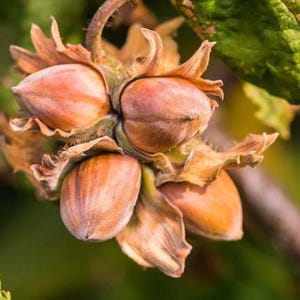 May include: Close-up of a cluster of hazelnuts, showcasing their light brown, textured shells and delicate, papery husks. The nuts are clustered together, with a blurred green background of leaves and branches.