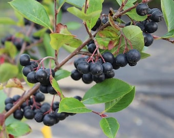 Set of 12 Chokeberry Aronia Black Unrooted Cuttings - Aronia melanocarpa - Edible Berry Shrub for Home Garden - No Ship PR, AK, HI, Ca
