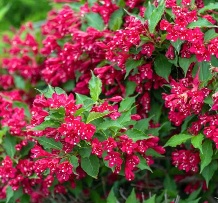 Java Red Weigela Live Plant - 12"+ Tall - Weigela Florida ‘java Red ...