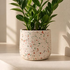 Peut inclure: Une plante ZZ aux feuilles lancéolées vert foncé et brillantes poussant sur des tiges épaisses et dressées, plantée dans un pot cylindrique à base crème avec un motif terrazzo moucheté dans des tons orange, vert et gris.
