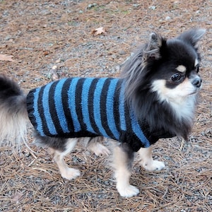 May include: A small black and white chihuahua wearing a blue and black striped sweater. The dog is standing on a bed of pine needles.
