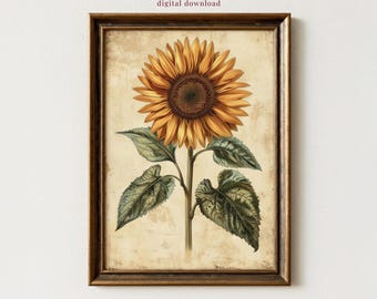 Impresión botánica vintage de girasol, arte mural rústico de granja, ilustración floral antigua, decoración botánica cottagecore