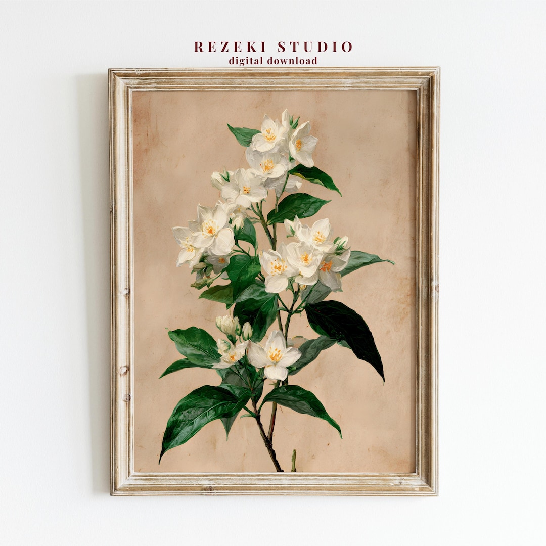 Vintage Jasmine Botanical Wall Art Print – Antique White Flower ...