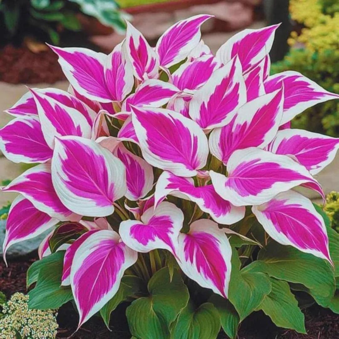 Pretty In Pink Hosta Pink & White Hosta Seeds – 200+ Perennial Shade Plants - Etsy