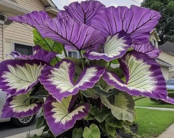 5 bulbi di Colocasia (orecchie d'elefante) da piantare in primavera in giardino