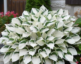 First Frost Hosta Root Shade Garden Blue Green Foliage