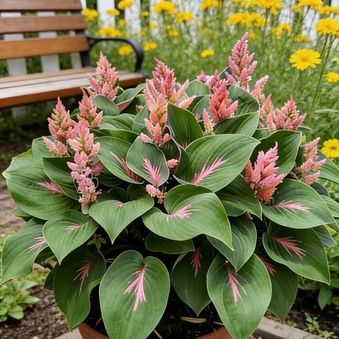 Pretty In Pink Hosta 200+ Green Pink Hosta Seeds – Heart-shaped Shade Perennial - Etsy