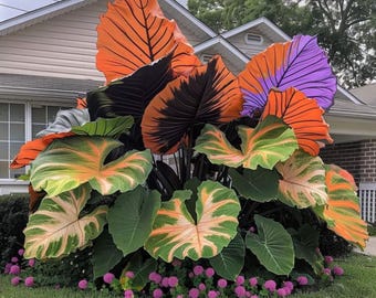 3 Riesen Elefanten Ohrbirnen Colocasia Frühling Pflanzgarten
