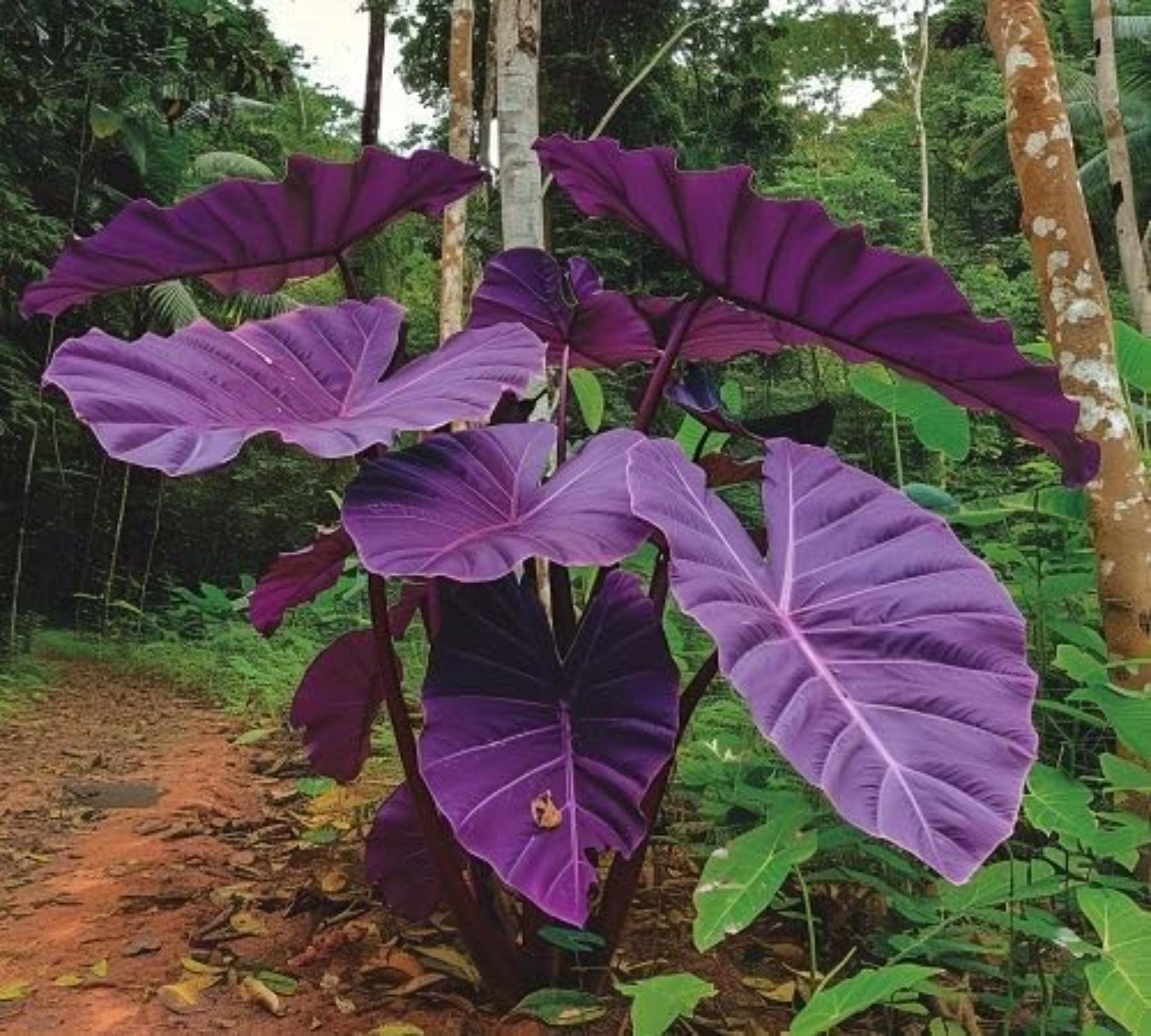 Purple elephant ear plant - Etsy sterreich