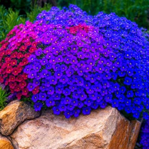 May include: A vibrant display of flowering plants in shades of magenta, purple, and blue cascading over a large, textured rock. The flowers have small, yellow centers, creating a striking contrast against the colorful petals.