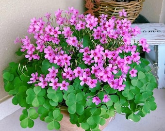 24 Iron Cross Oxalis Shamrock Plant Bulbs