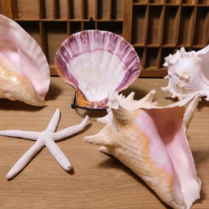 May include: A collection of seashells and a starfish on a wooden surface. The seashells vary in size and shape, with colors ranging from white to pink and tan. The starfish is white and has five arms. The background includes a wooden shelf.