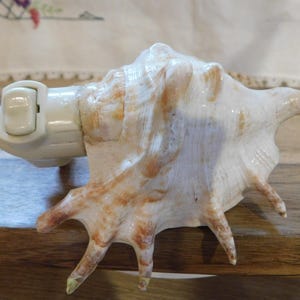 May include: A decorative seashell night light. The shell is cream-colored with brown and orange markings. The night light component is a light beige color and is attached to the shell.