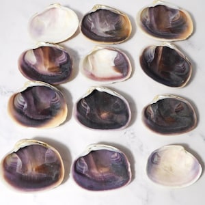 May include: A collection of eleven individual clam shells arranged in a grid. Each shell features a smooth, concave interior with varying shades of deep purple, dark brown, and creamy white, displaying natural concentric growth rings.