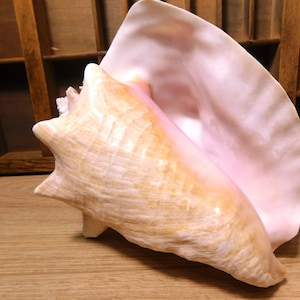 May include: A large, natural conch shell with a creamy beige exterior and a soft pink interior. The shell has a spiral shape with a prominent, pointed end and a wide, flared opening. The surface shows natural ridges and textures.