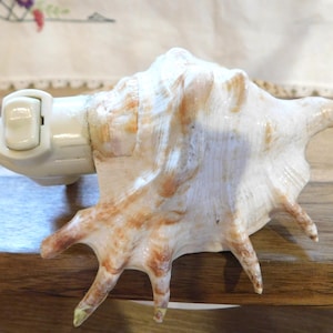 May include: A large, natural seashell with a cream and tan color scheme. The shell has multiple points and a white, plastic attachment. The seashell is resting on a wooden surface.
