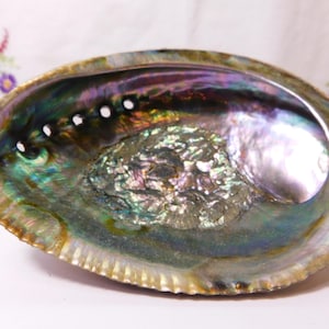 Peut inclure: Une coquille d'ormeau irisée avec un intérieur nacré. La coquille présente une gamme de couleurs, notamment le vert, le bleu, le violet et l'or. La coquille a une surface lisse et polie et une forme naturelle et organique.