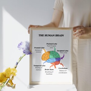 May include: A framed print titled "THE HUMAN BRAIN" with a colorful illustration of the brain's lobes. The print includes labels for the Frontal, Parietal, Occipital, Temporal Lobes, Brain Stem, and Cerebellum, with their functions.