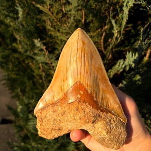 Pode incluir: Um grande dente de tubarão fossilizado com formato triangular e cor castanho claro. O dente tem cristas verticais visíveis e uma raiz castanha mais escura. O fóssil é segurado em uma mão contra um fundo de folhagem verde.