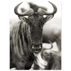 Wildebeest in the Wild - Stunning Africa Fine Art Poster | Giclée Printed Wall Art