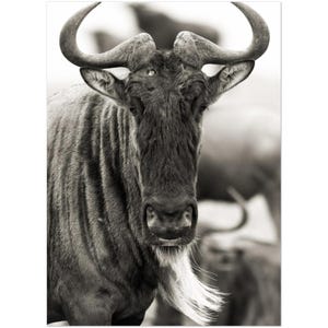 Gnous à l&#39;état sauvage - Superbe affiche beaux-arts de l&#39;Afrique | Art mural imprimé giclée