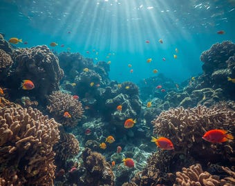 Lebendiges Korallenriff Fotodruck – Unterwasserwelt Foto