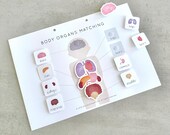 Human Anatomy Worksheet: Body Organs Matching Game (PDF)