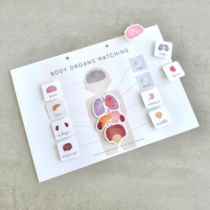 Puede incluir: Un gráfico educativo blanco titulado "BODY ORGANS MATCHING" con ilustraciones de órganos humanos. Incluye tarjetas de órganos etiquetadas y una actividad de emparejamiento. Los órganos incluyen el cerebro, los pulmones, el corazón, el estómago, la vejiga, los intestinos, el hígado y los riñones.