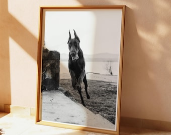 Vintage Doberman Poster: Aesthetic Dog Wall Art (Digital Download)