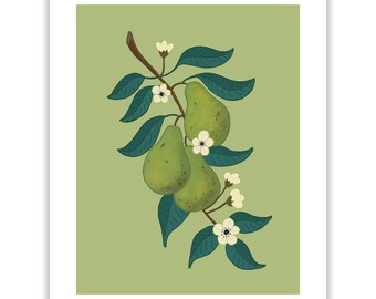 Pear Blossom floral  Illustration