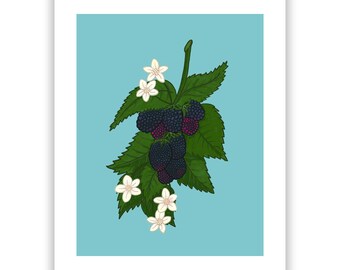 Black Berry floral  Illustration