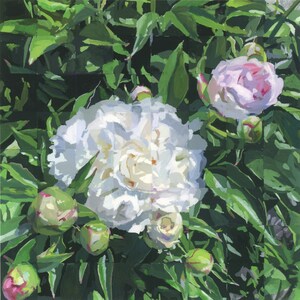Peonies 2 - archival print