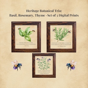 May include: Set of three digital prints featuring botanical illustrations of basil, rosemary, and thyme, each framed in dark wood. The prints include quotes and images of bees. The text reads: "Heritage Botanical Trio: Basil, Rosemary, Thyme -Set of 3 Digital Prints."