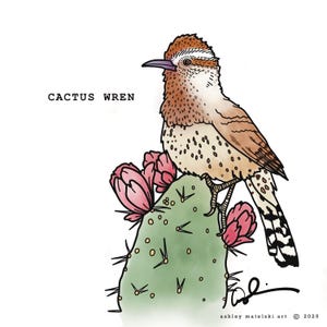 May include: Illustration of a Cactus Wren perched on a green cactus with pink flowers. The bird has brown and white speckled feathers and a long beak. The text "CACTUS WREN" is above the bird.