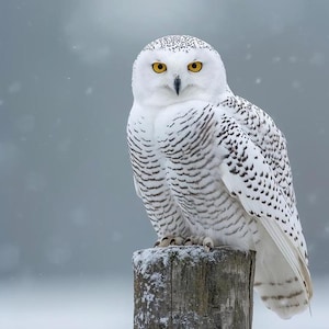Può includere: Un gufo delle nevi appollaiato su un palo di legno usurato in un ambiente nevoso. Il gufo ha un piumaggio bianco con segni neri e occhi giallo brillante. Lo sfondo è un grigio morbido e sfocato con neve che cade.