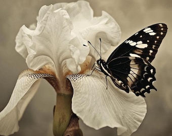 White Iris flower wall art/Moody black butterfly/Vintage Iris flower print digital download