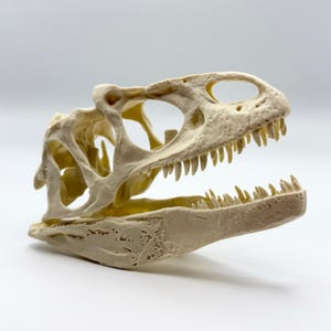 May include: A detailed, off-white dinosaur skull replica. The skull features visible teeth, eye sockets, and intricate bone structure. The jaw is open, showcasing the teeth. The overall design is a realistic representation of a prehistoric creature.