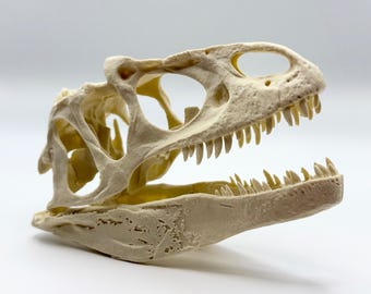 May include: A cream-colored dinosaur skull replica featuring a detailed bone texture, large eye sockets, and a jaw lined with sharp, pointed teeth. The model displays the complex structure of the cranium and mandible in a side profile view.