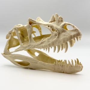May include: A detailed, off-white dinosaur skull replica. The skull features sharp teeth, eye sockets, and a textured surface. The jaw is open, showcasing the teeth. The skull is a pale, bone-like color.