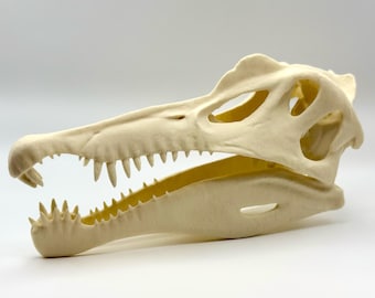 Spinosaurus Skull Replica
